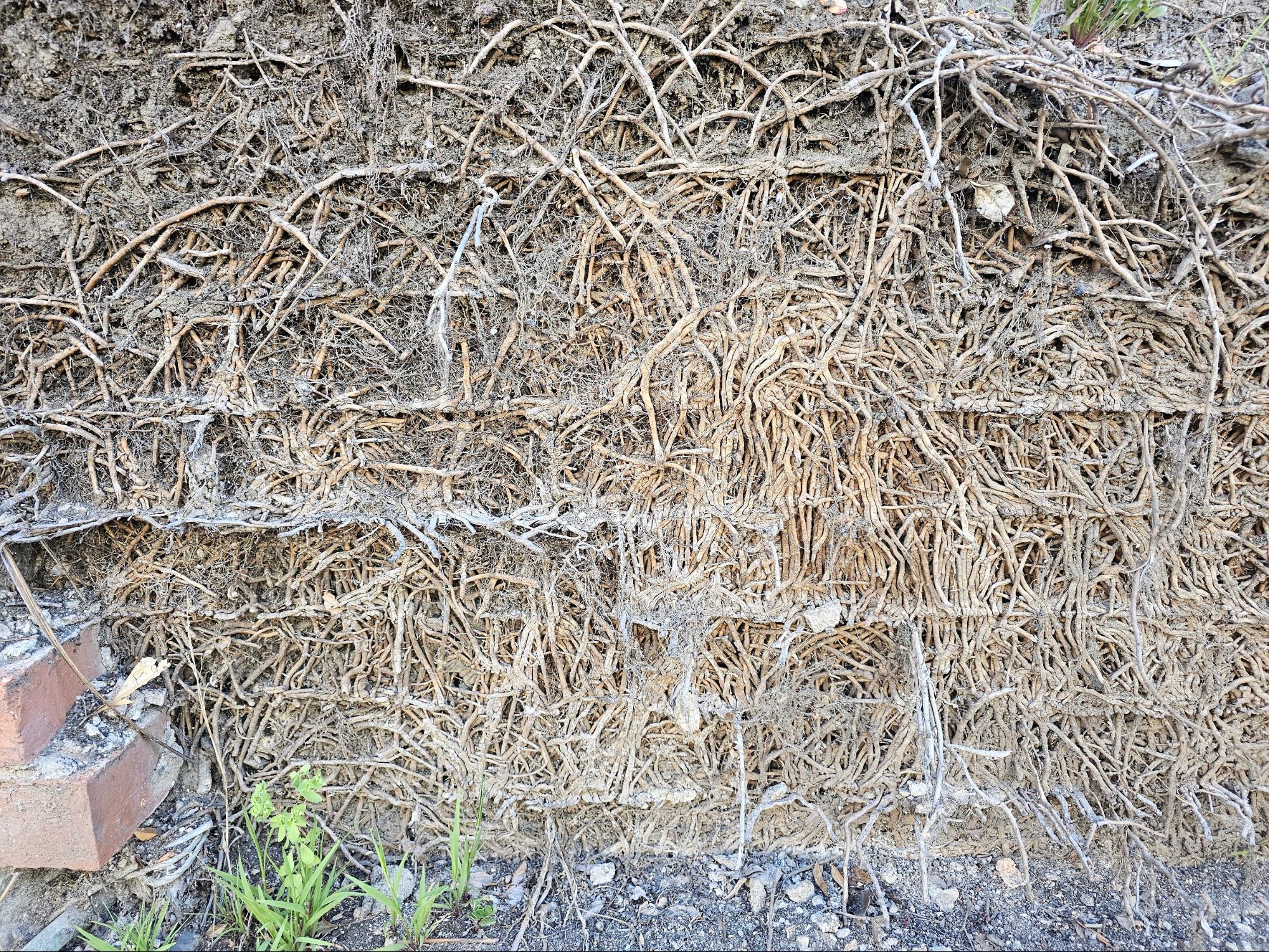 bricks destroyed by decay