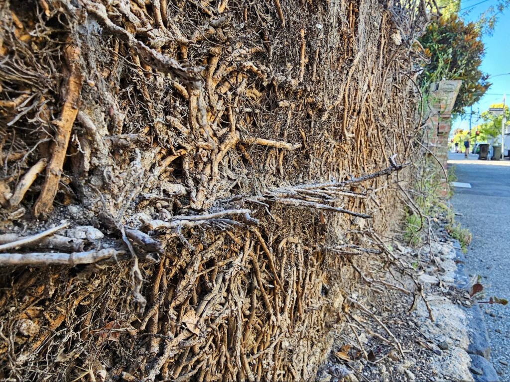 closeup of roots