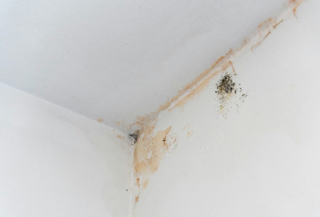 halt white staining