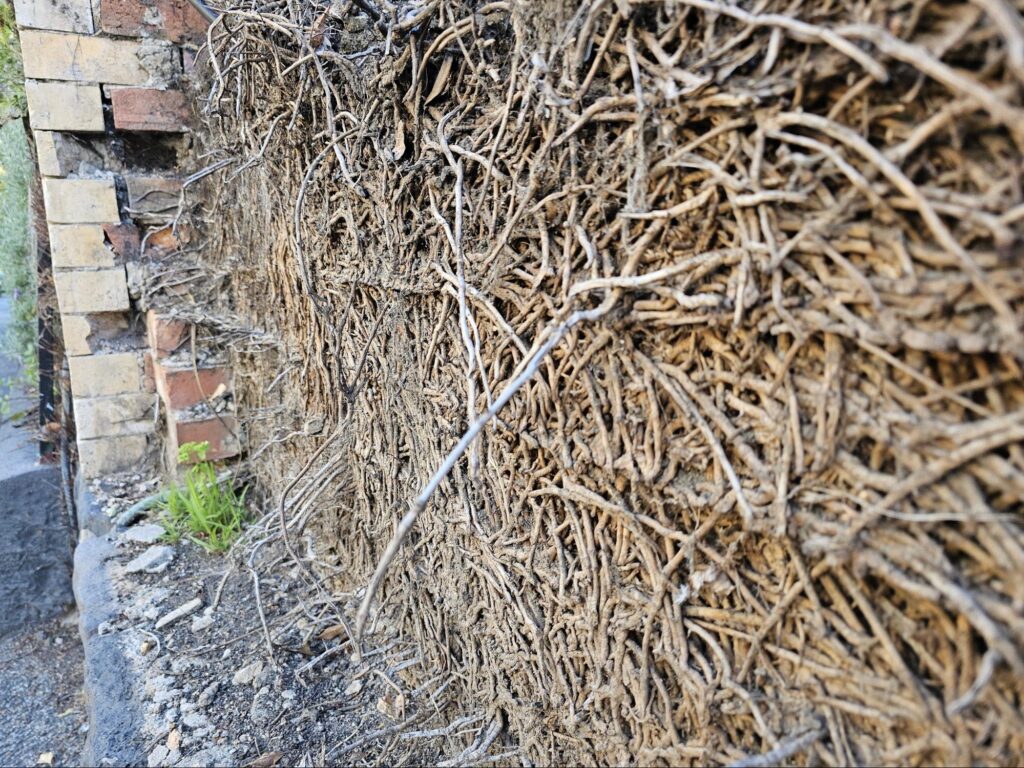 roots behind retaining walls