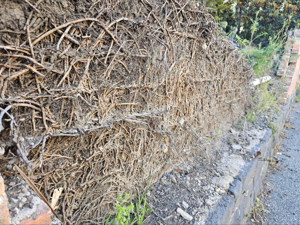 roots on deteriorated brick wall