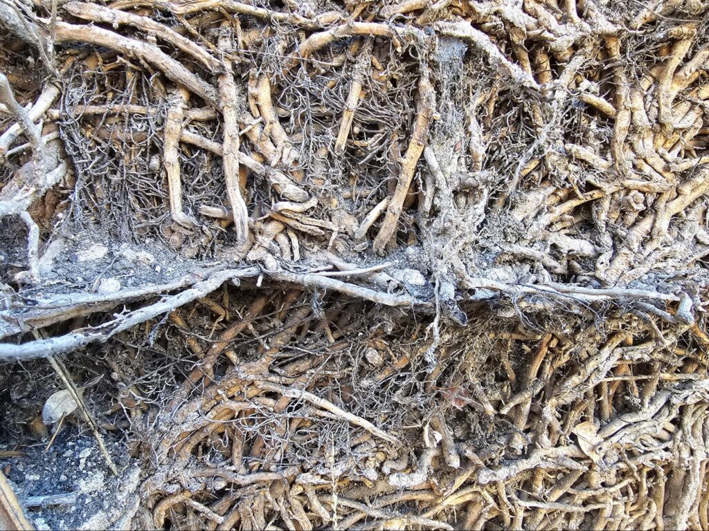 type of wall deterioration