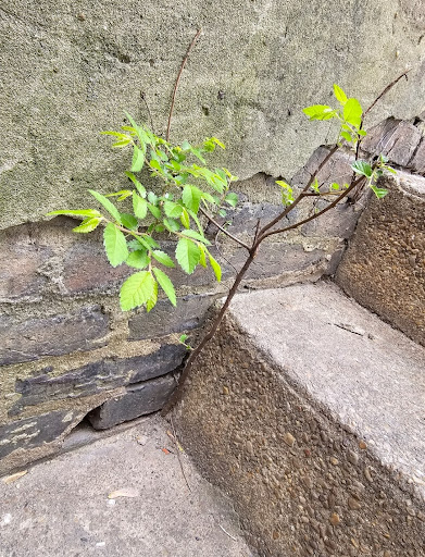 Chinese Elm tree