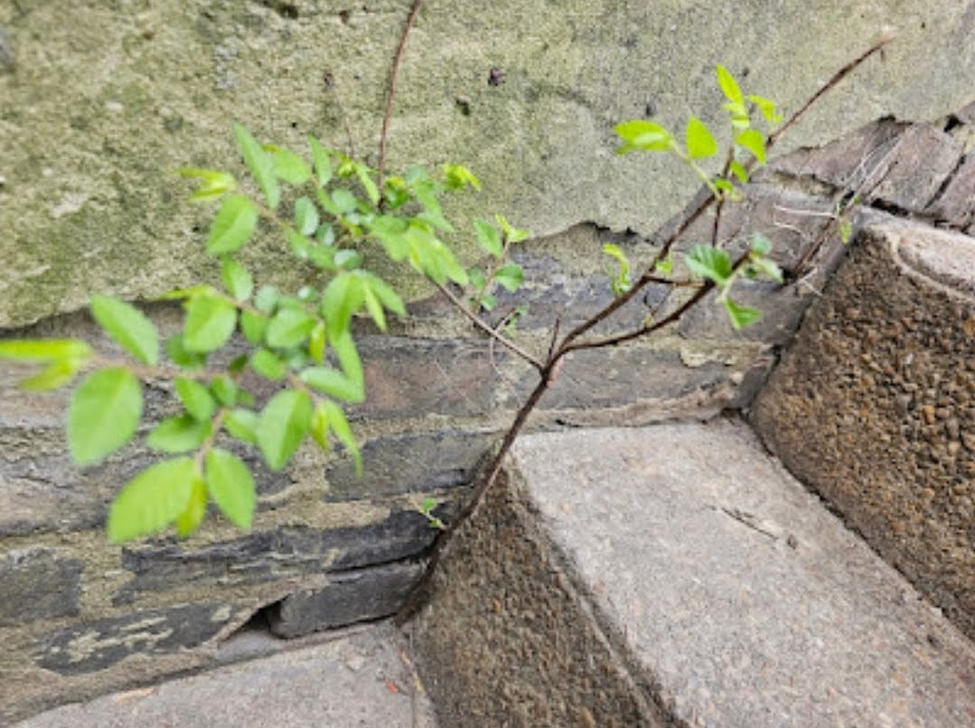 Base Wall Deterioration at A Stairway - Part II