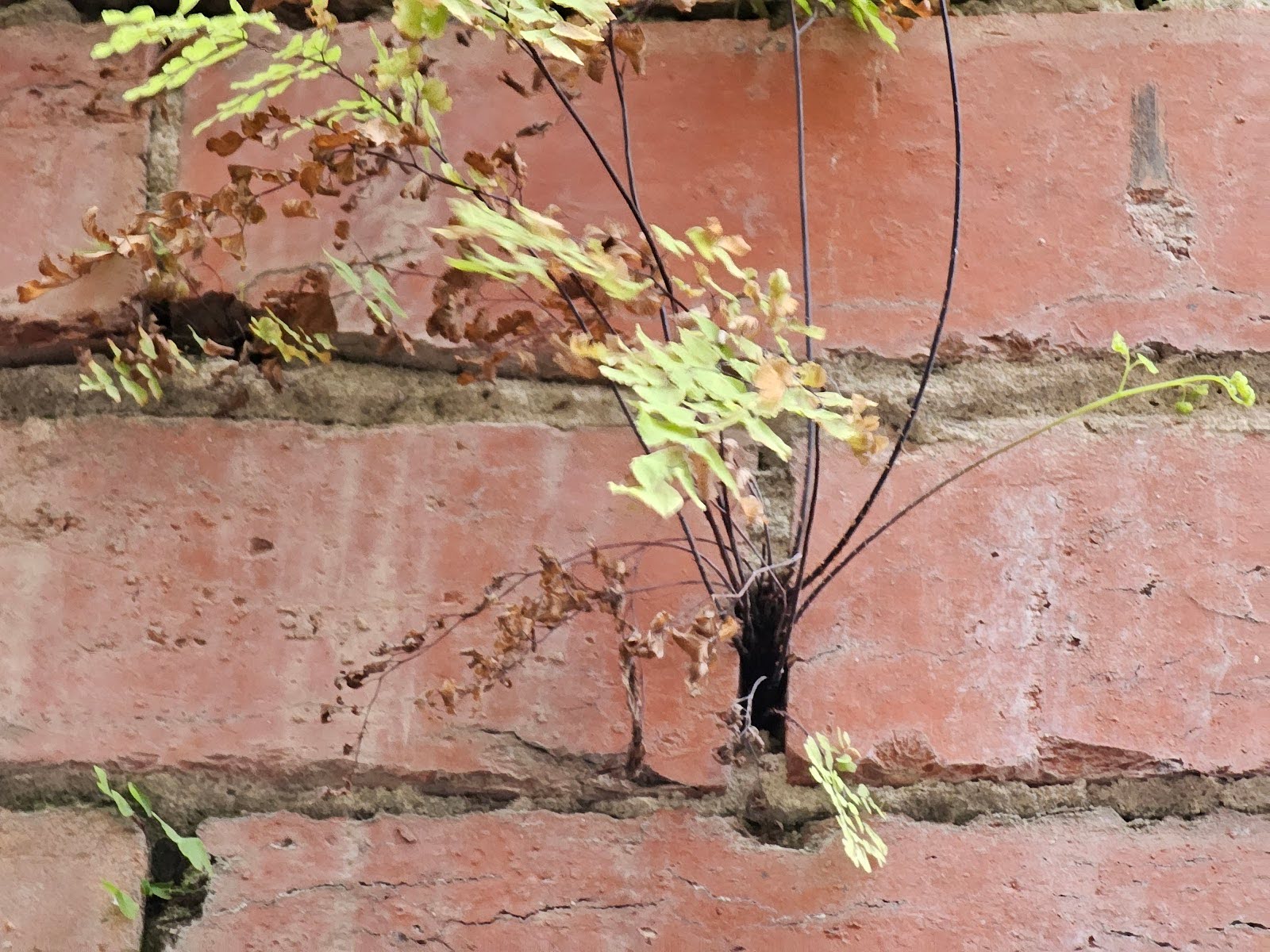 Plants Growing in Brickwork II