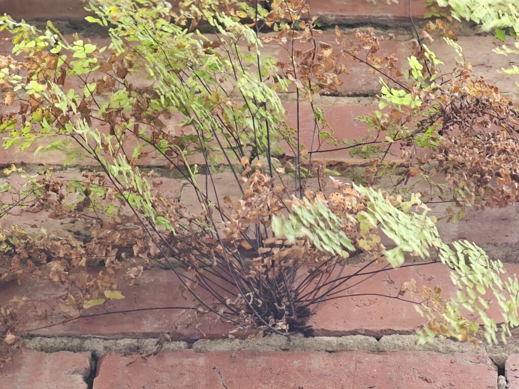 blind side facing wall because there was originally a different type of material against . the Plants Growing in Brickwork