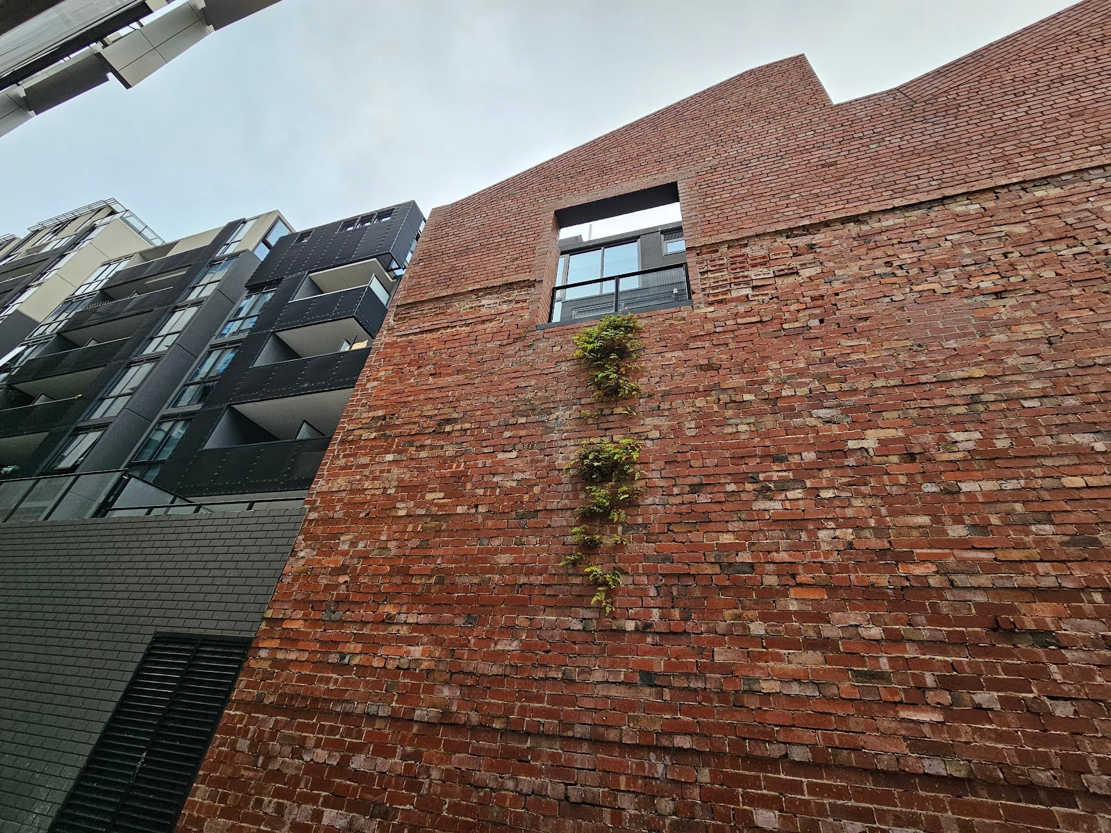Plants Growing in Brickwork