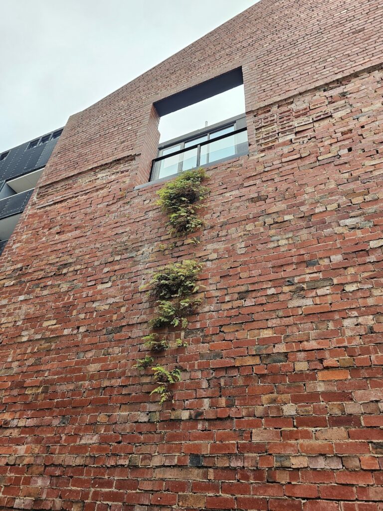 lush plant foliage growing right out of the brickwork.
