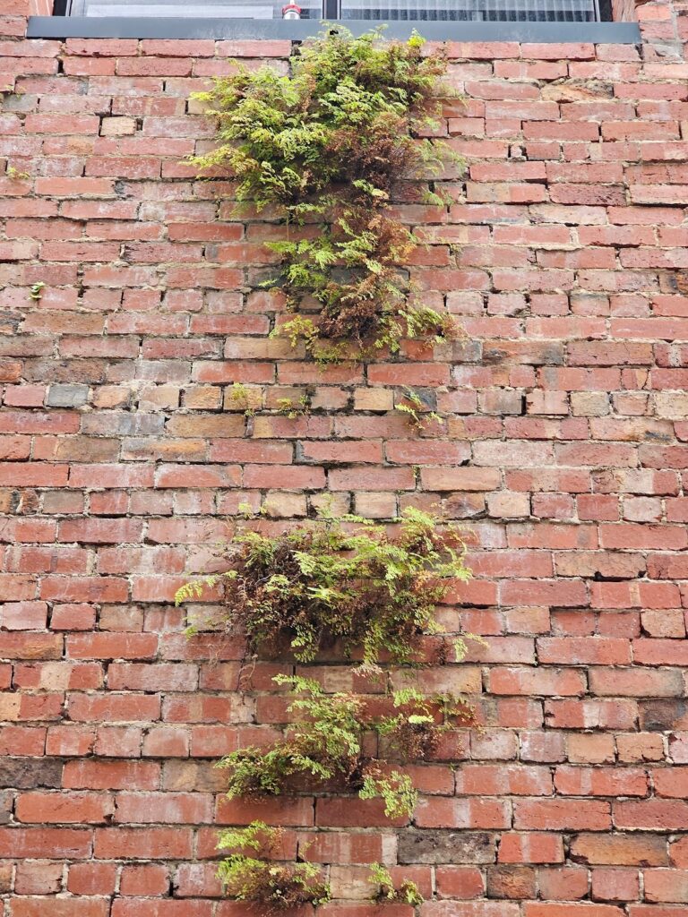 plant can actually take root and thrive - Plants Growing in Brickwork