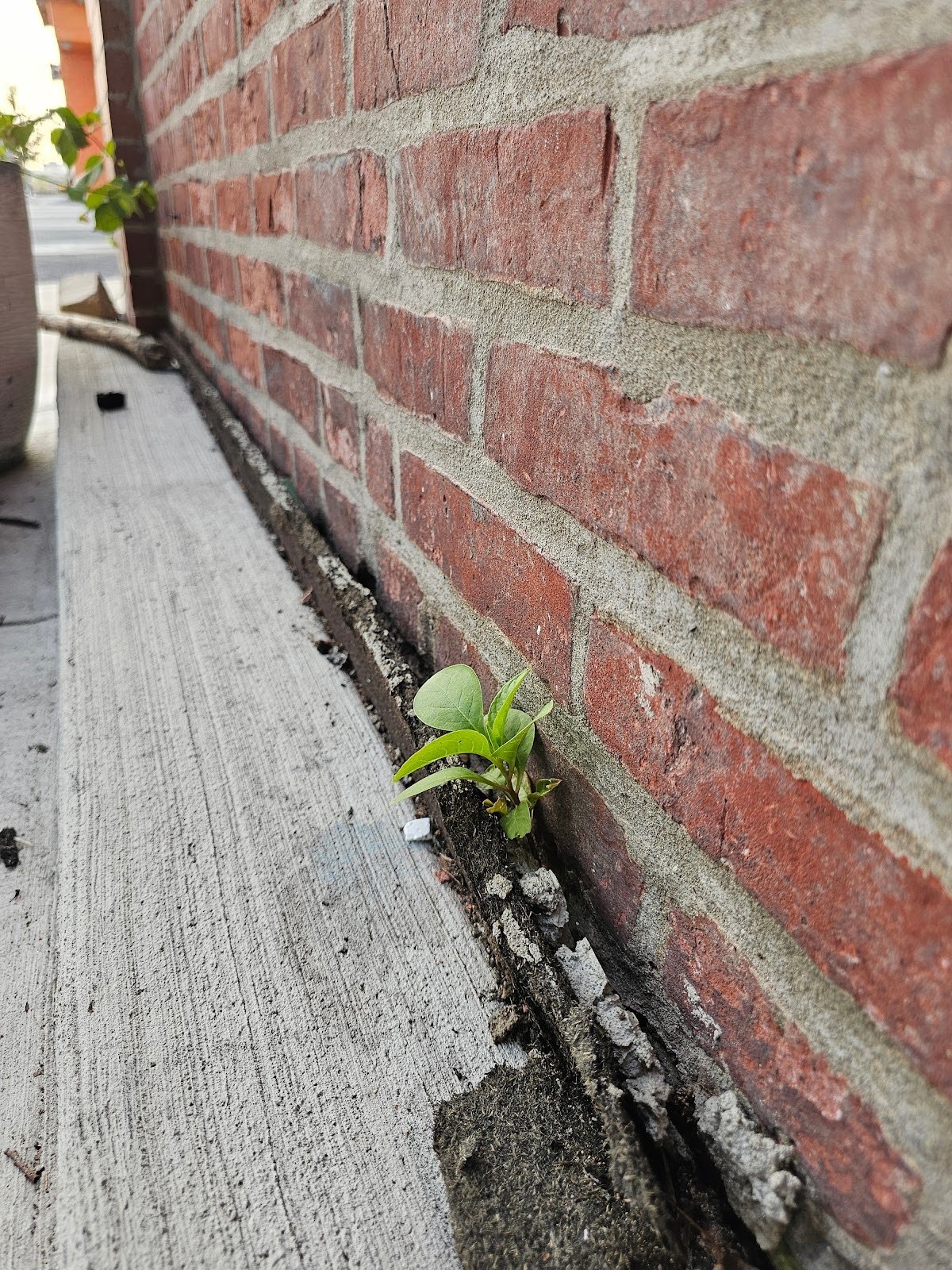 Sealing the Base of a Brick Wall