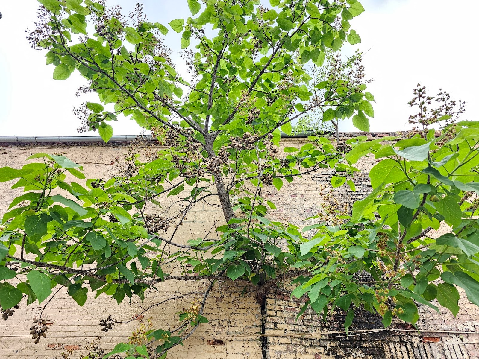 Paulownia Trees Breaking Brick Building to Bits