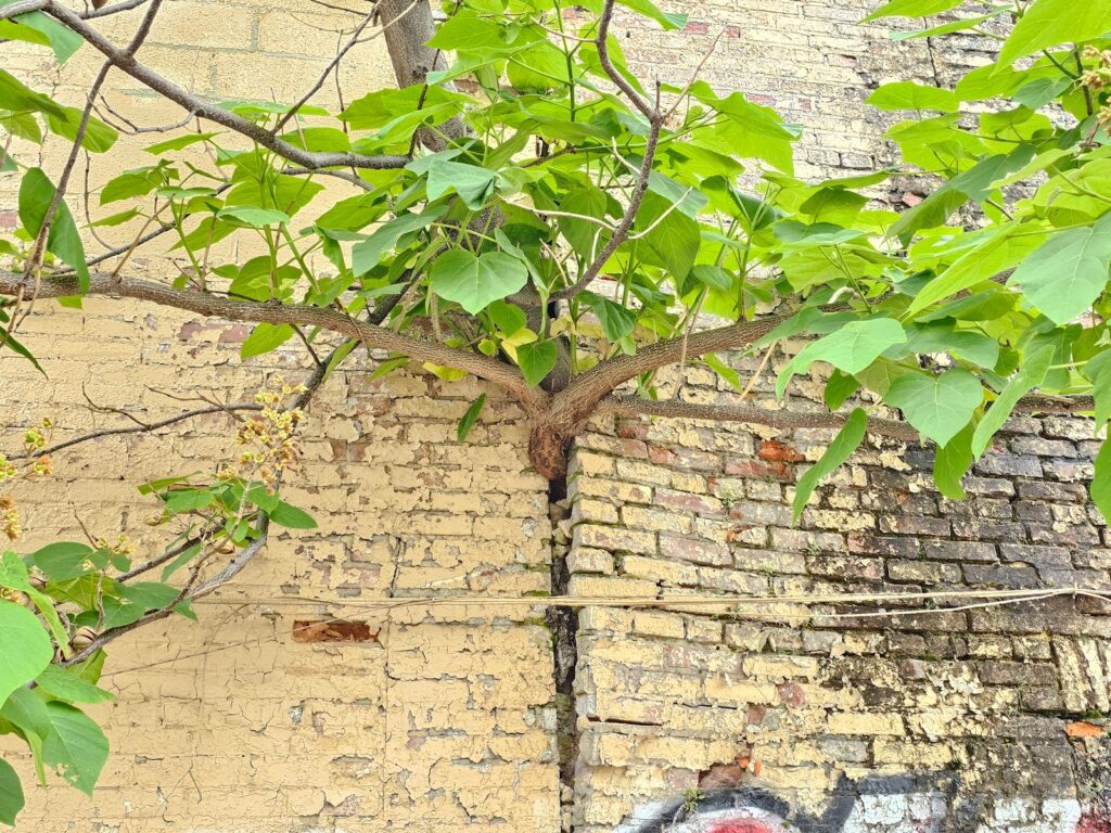 bricks on both sides of the tree