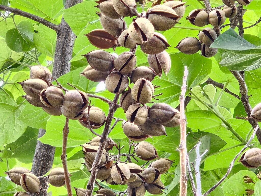 seed pods on this tree
