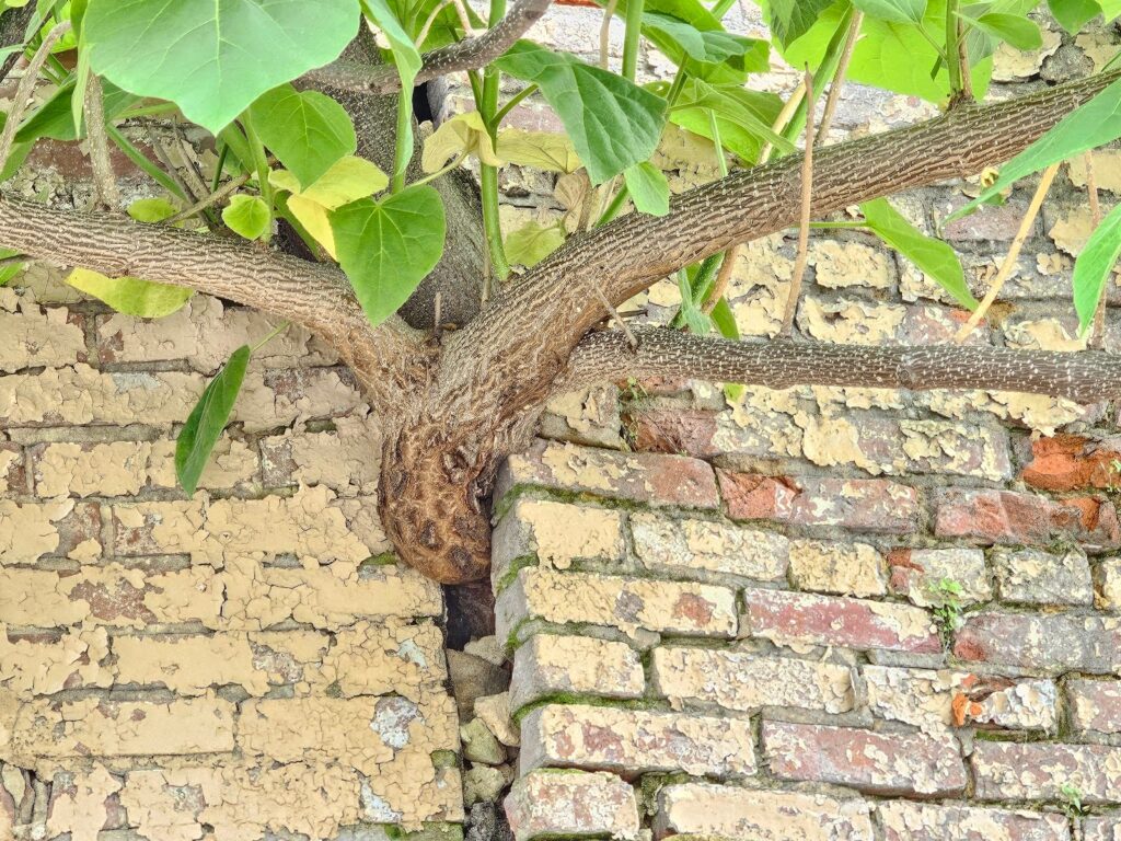 tree is pushing walls