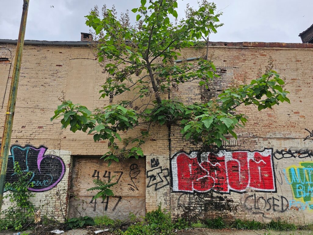 tree tearing a building a part
