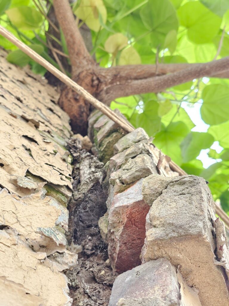 trunk is snaking its way between the space of these two parts of the building