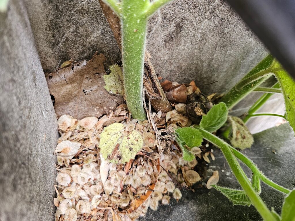 base of the tree trunk