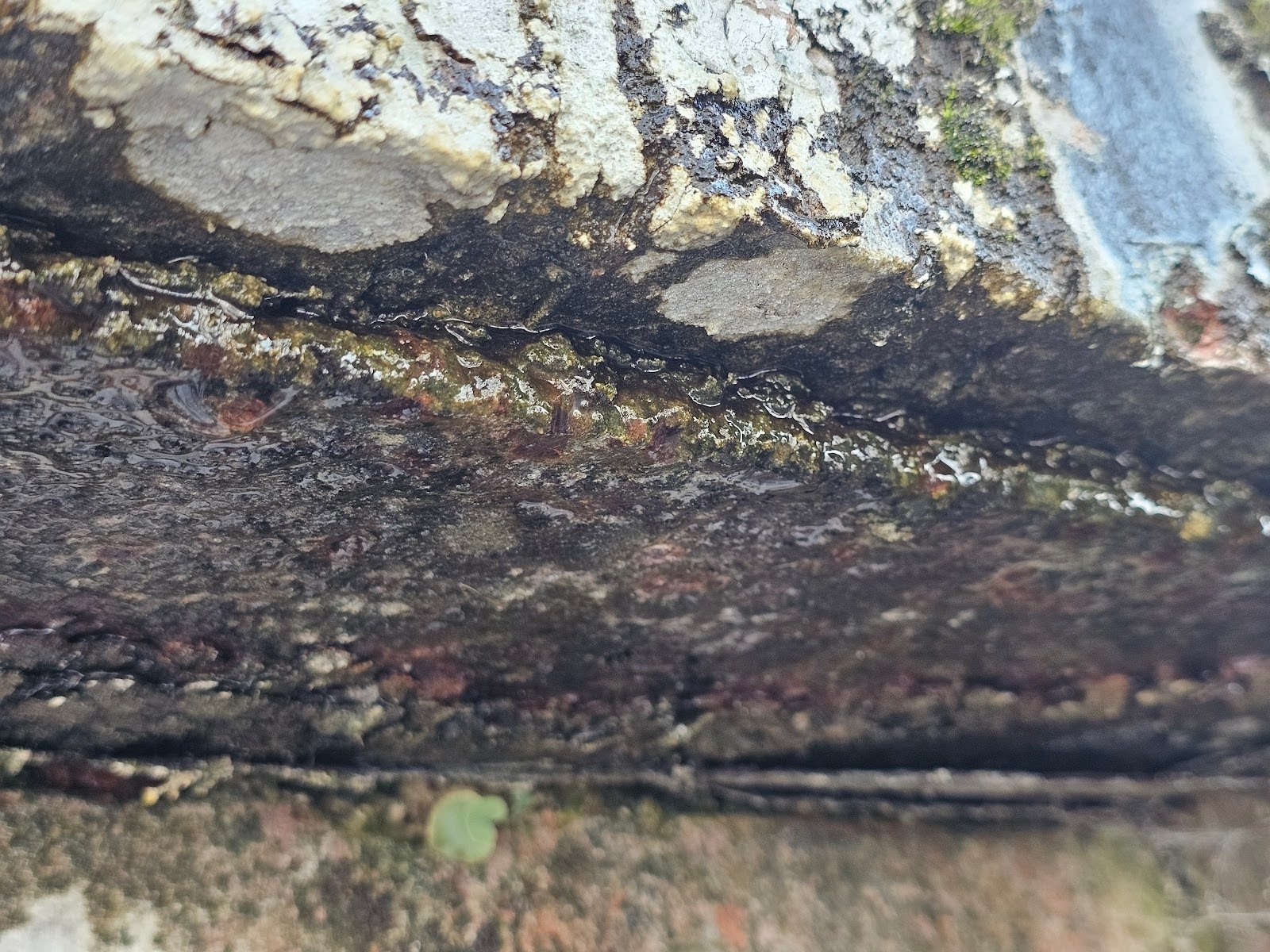 Historic DC home showing signs of water table-induced masonry damage