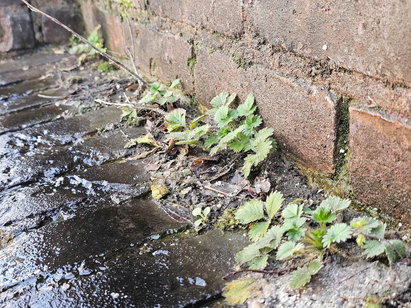 Severe masonry cracking from poor drainage near foundation in Washington, DC