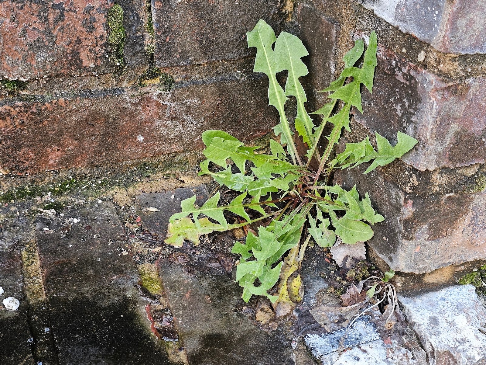 Water stains and brick damage from rising groundwater in Washington area