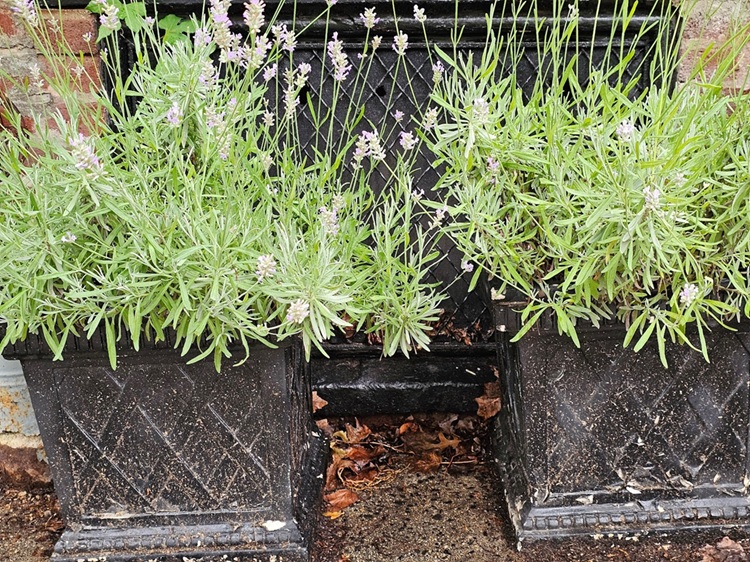 planters Average looking terracotta - plastic types of planters