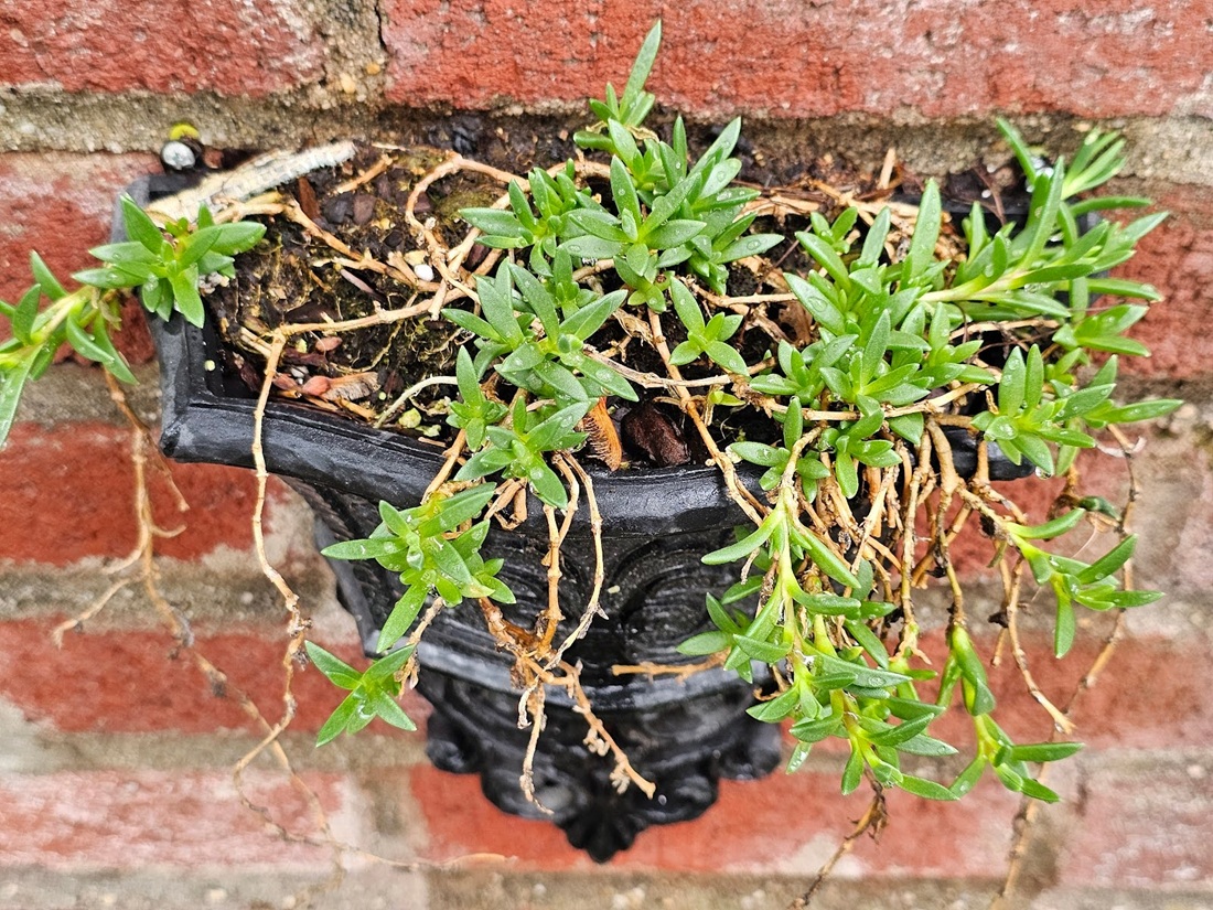 plant shown here is called a stringy stonecrop