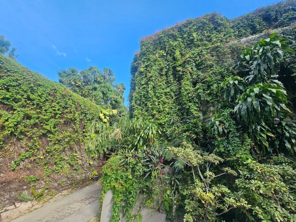 Boston Ivy on Brick Facades - Part I