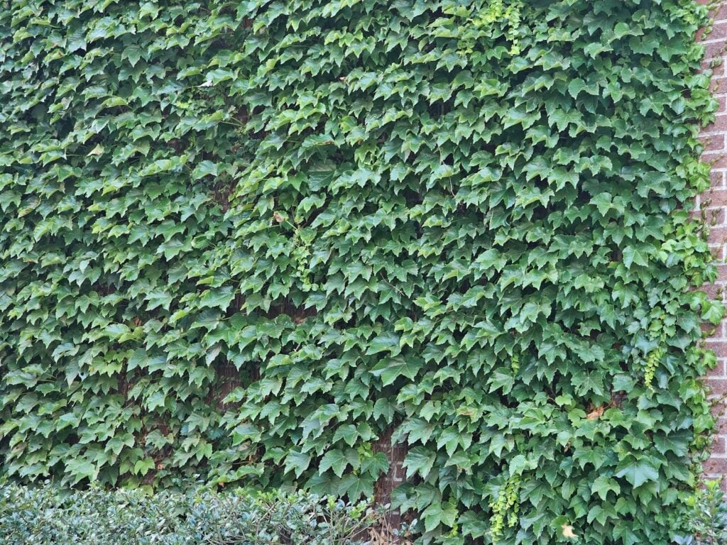 The Ivy grows densely on this particular wall