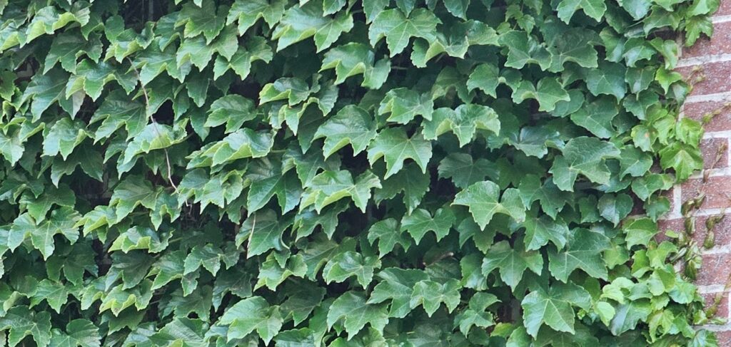the ivy growing across another historic brick masonry wall