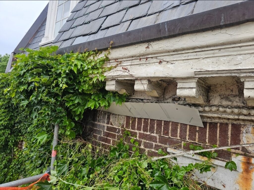 Close-up of Boston ivy leaves growing on textured brick wall for natural facade design